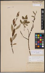 Salix burjatica Nasarow